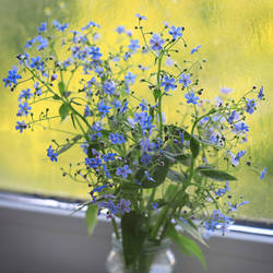[Forget-me-not]