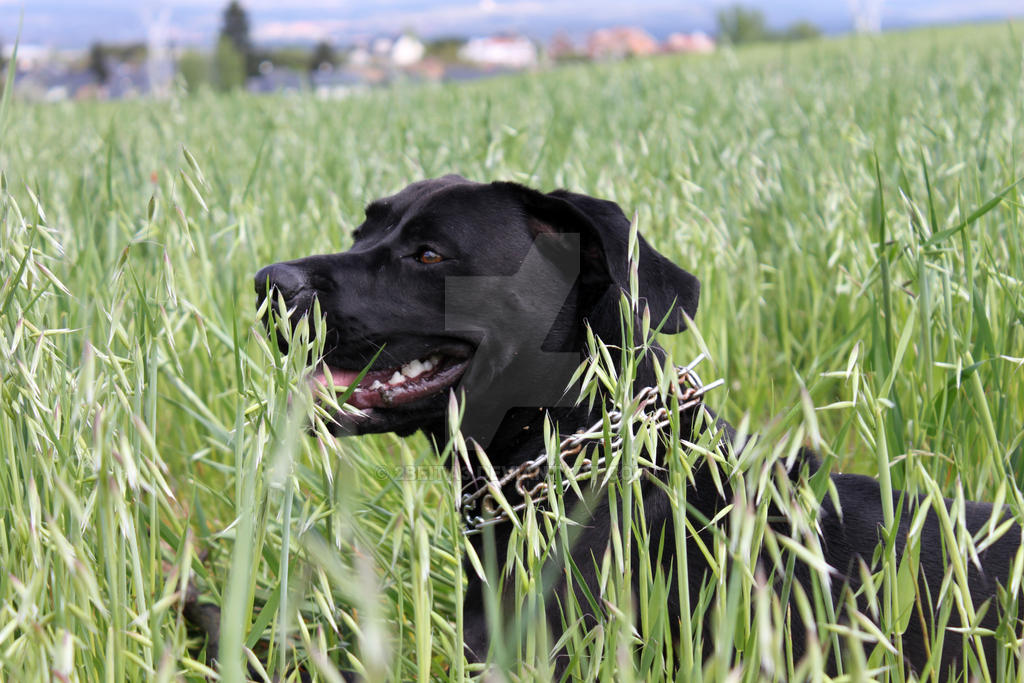 Felicidad perruna | Doggy Happiness