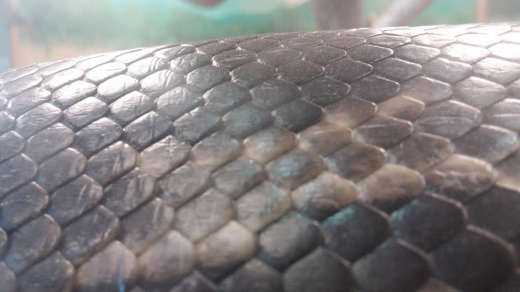 One Snake Scale Snake Scales by KieraLikesHamilton on DeviantArt