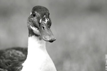 Duck in black and white