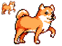 Shiba-Inu