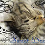 wallpaper my cat kyoko