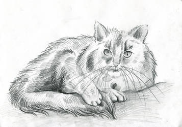 Kitty cat - sketch