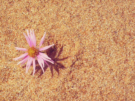 Sand Rose