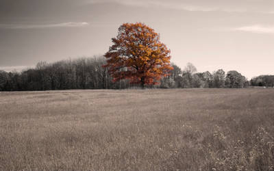 Last Leaves of Autumn