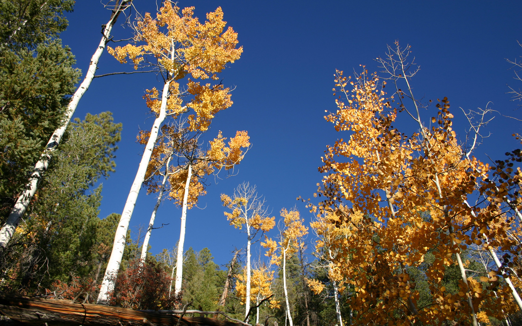 Yellow Leaves, San Mateo Mnts.