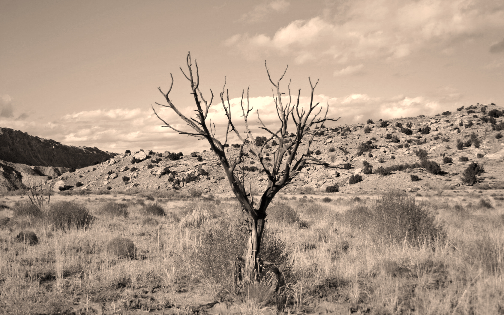 Dead Tree in Wash, Light Sepia