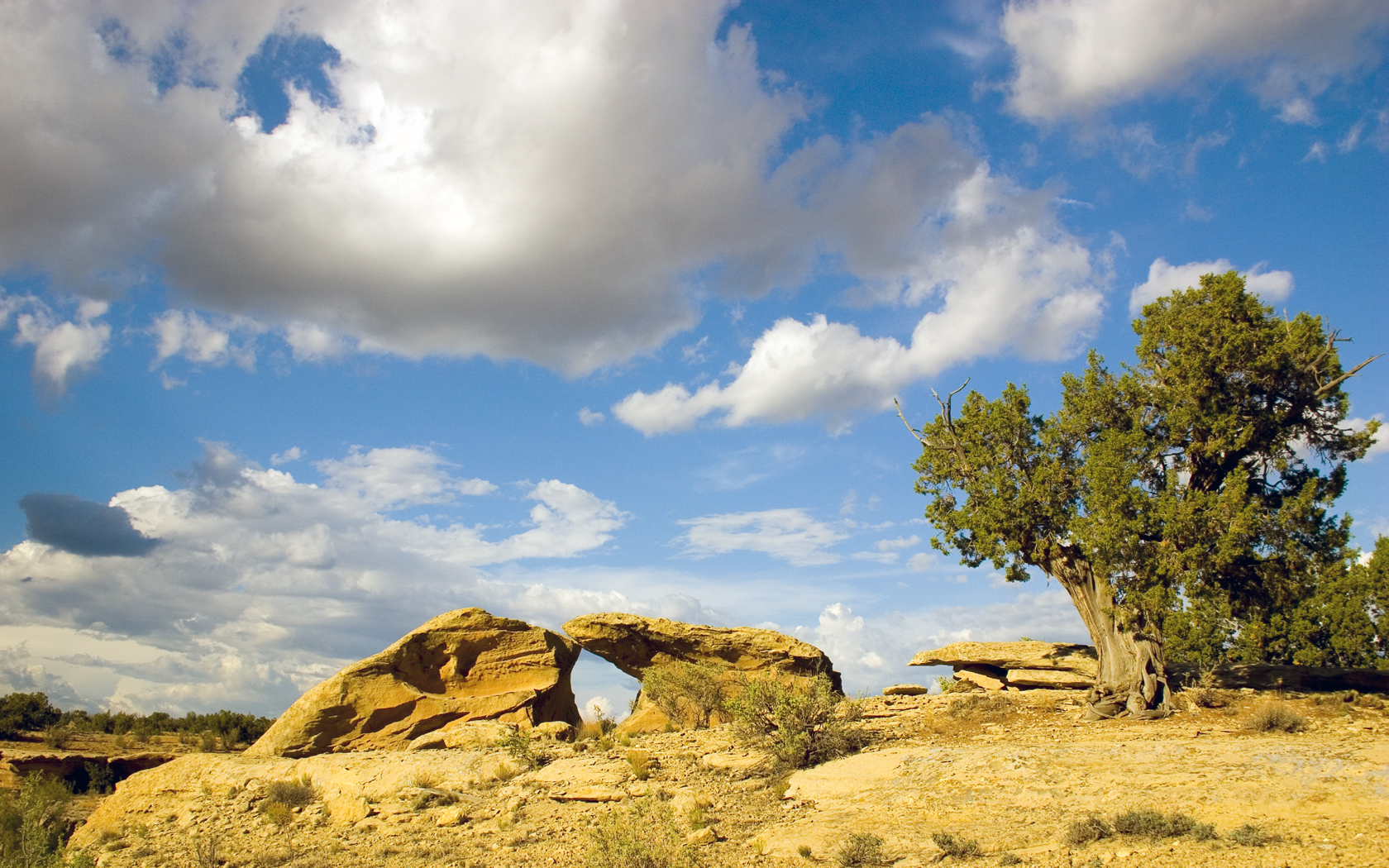 Juniper, Sandstone and Sky I