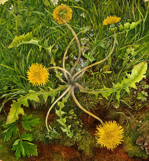 Dandelion Clock