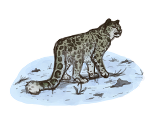 snow leopard practice