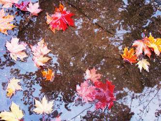 Leafs rain.