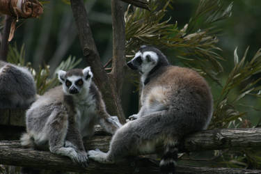 Alma Park - Lemurs 2