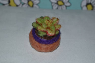 Needlefelt: painted echeveria