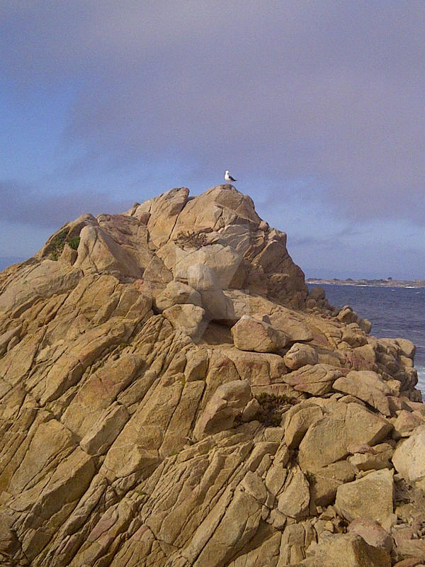 17 Mile Drive Lone Seagull