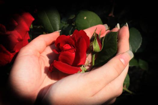 Rose in her hands...