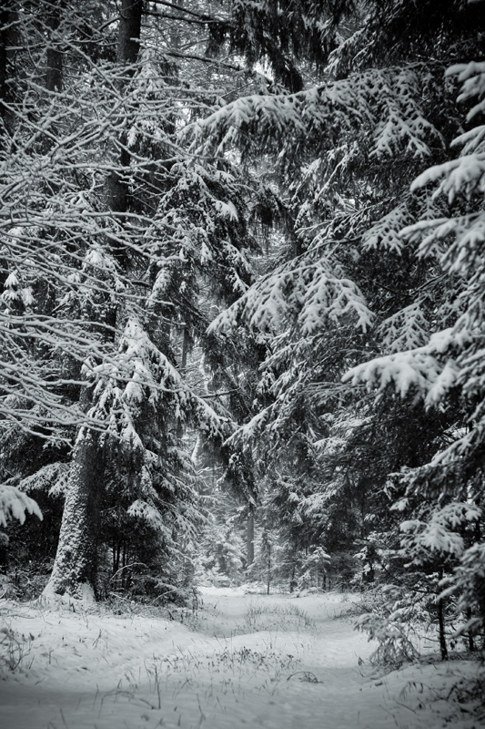 Winter forest