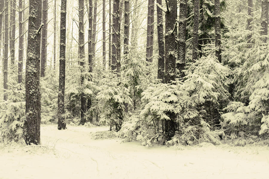 Winter forest III