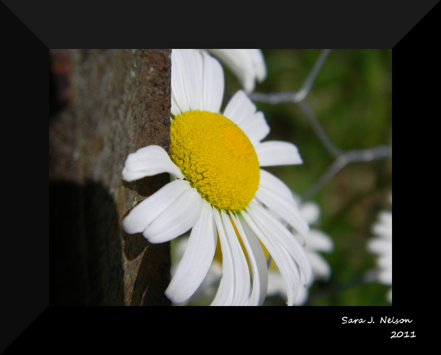 Daisy by the fence post