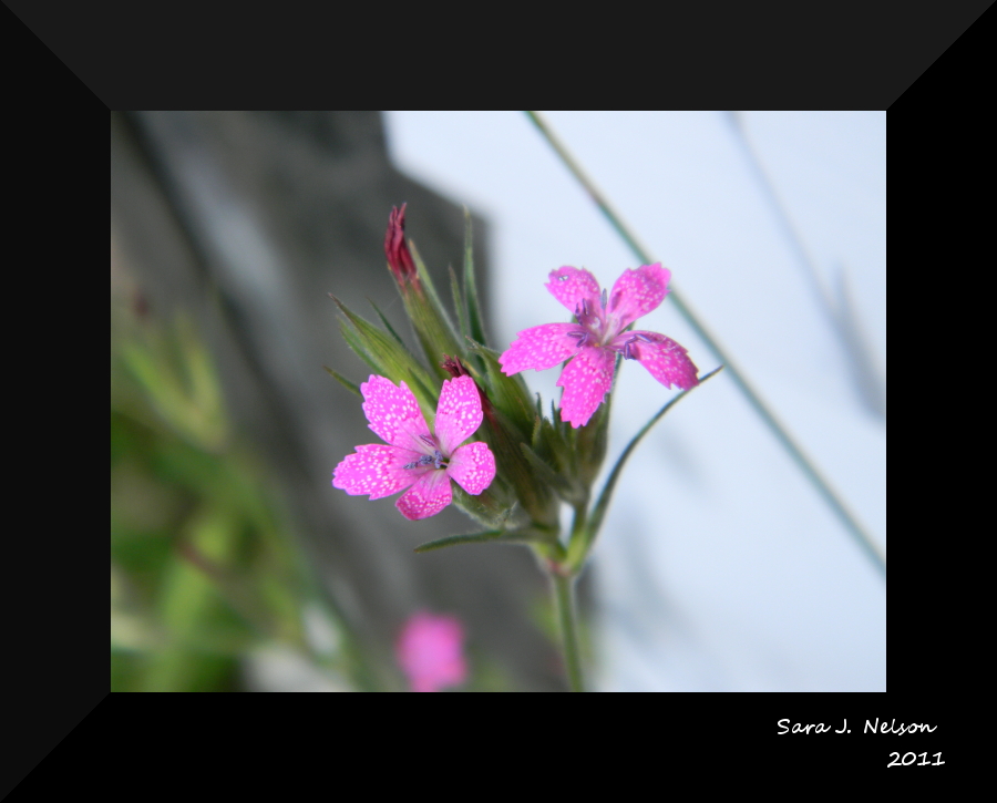 Deptford Pink