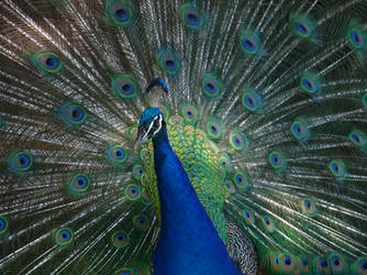 Peacock