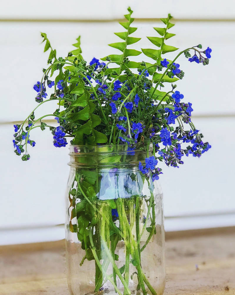 Boston Fern  Chinese Forget-me-nots 