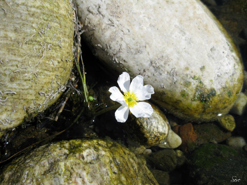 Flower in the Rocks