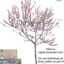 Blooming tree