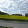 Yellow field