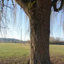 Willow tree trunk