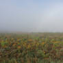 Misty morning 02