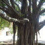 Fairytale tree 03
