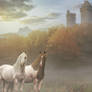 Horses in a misty morning