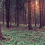 Premade - Forest