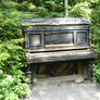 An old melody in the forest