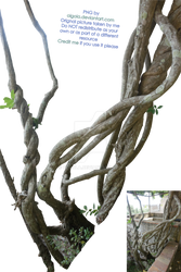 Branches - PNG