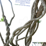 Branches - PNG