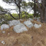 Rocks in grass