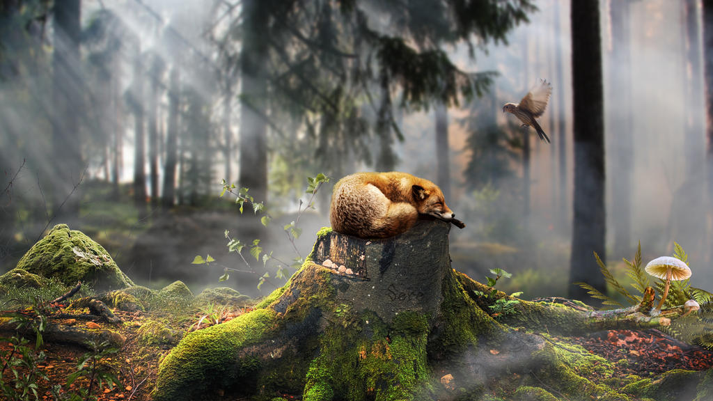 Sleeping fox