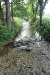 Stream in the forest