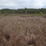 Wetlands field