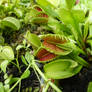 Vegetation 04 - Botanic garden