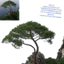 Tree with fern- PNG