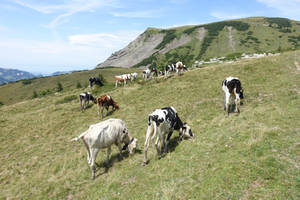 Cows on the pasture