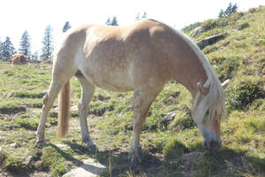 Haflinger horse