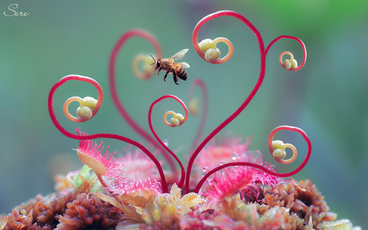 Deadly plant