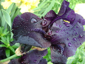 Purple Iris