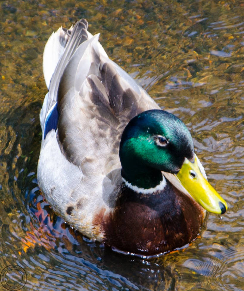 Quack by atkinsonian2 on DeviantArt