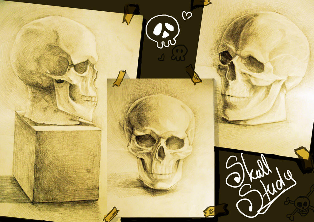 Skull study 