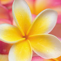 Frangipani