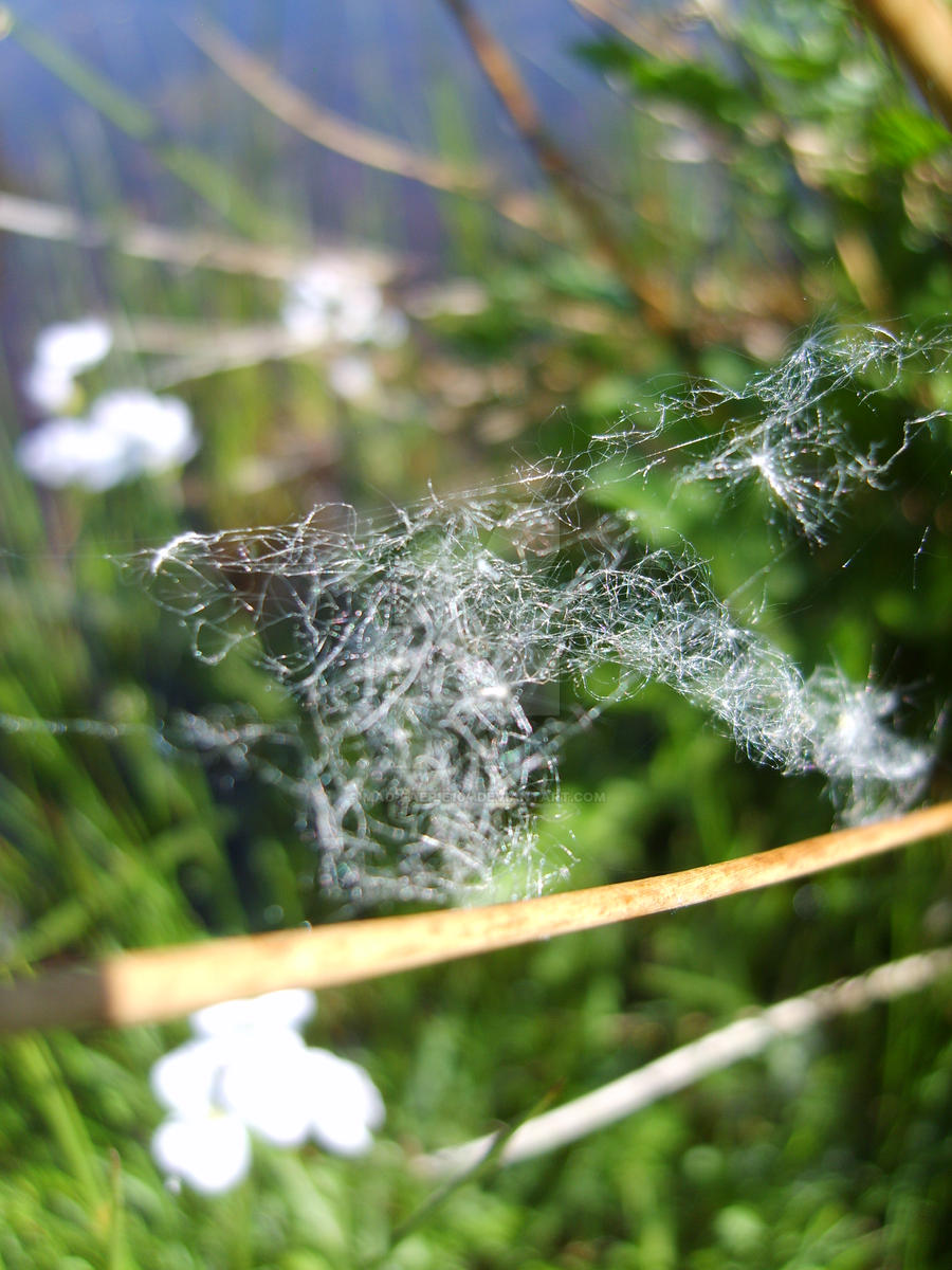 Hiding In The Long grass